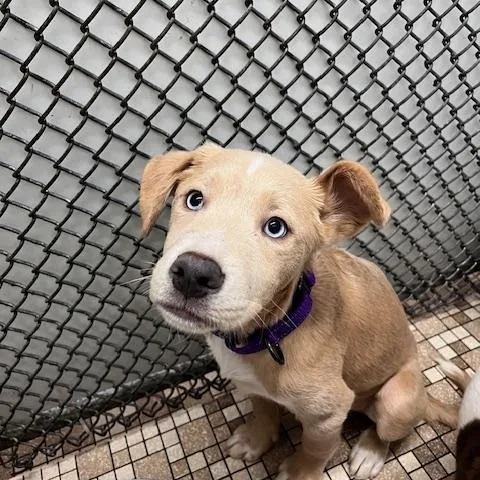 A baby large-sized male Husky dog named Grogu for adoption in Honesdale, PA