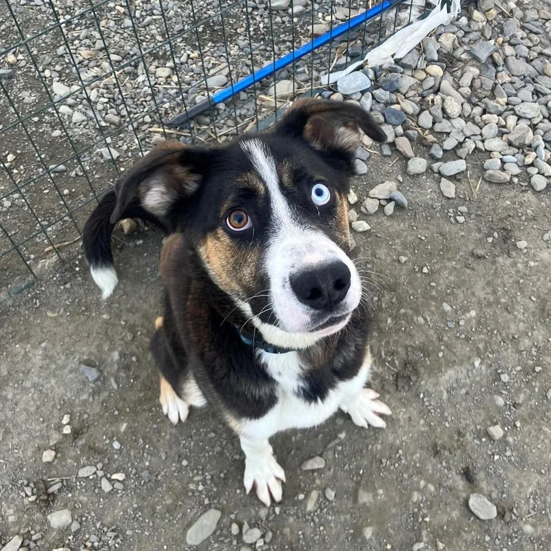 A young medium-sized male Black Husky dog named Baloo for adoption in Bend, OR