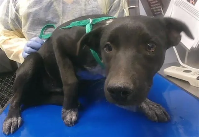 A young large-sized female Australian Kelpie dog named Bonnie for adoption in Phoenix, AZ