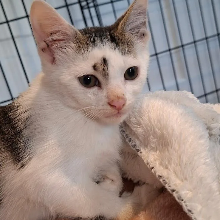 A baby small-sized male White Domestic Short Hair cat named Zipper for adoption in Brooklyn, NY
