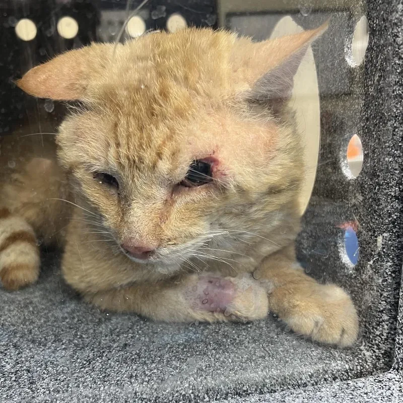 An adult large-sized male Orange / Red Domestic Short Hair cat named Stanley for adoption in Galveston, TX