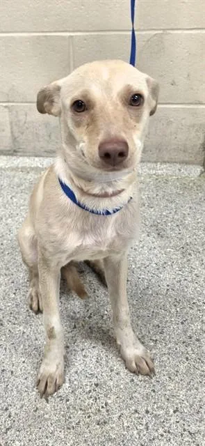A young small-sized female Chihuahua dog named A for adoption in Conroe, TX