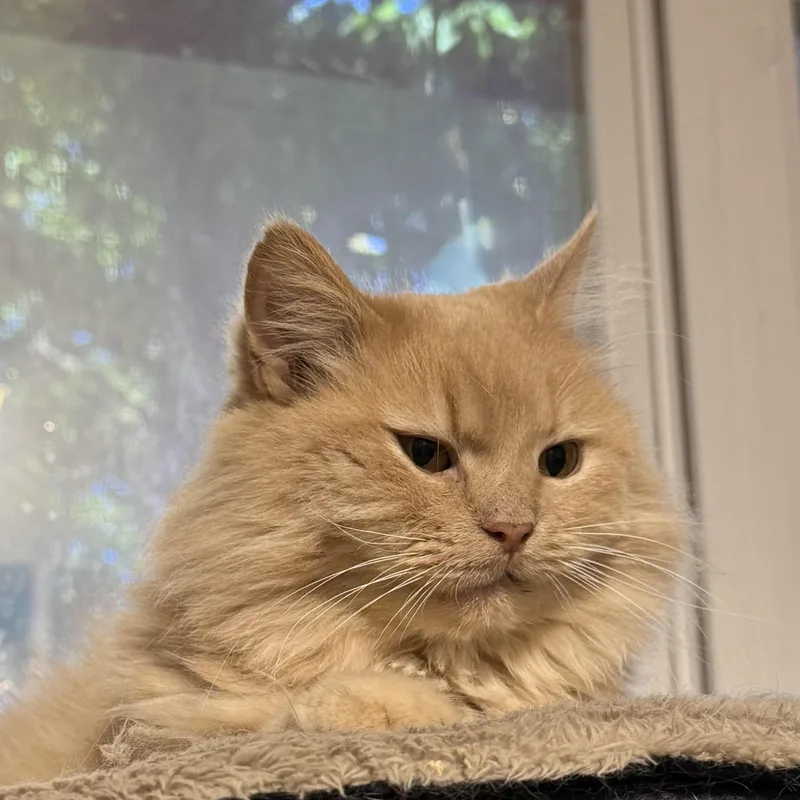 An adult medium-sized male Buff / Tan / Fawn Domestic Long Hair cat named Andy for adoption in Buena Vista, VA