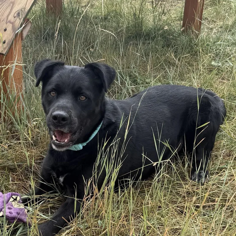 Duke