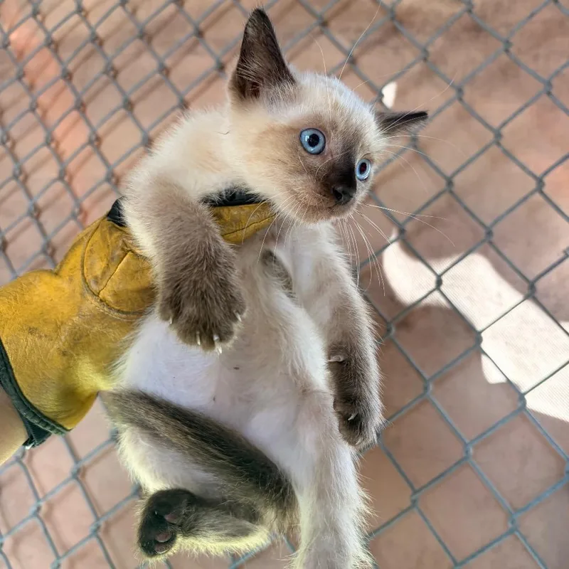 A baby small-sized male Brown / Chocolate Siamese cat named Cacio E Pepe for adoption in Edinburg, TX