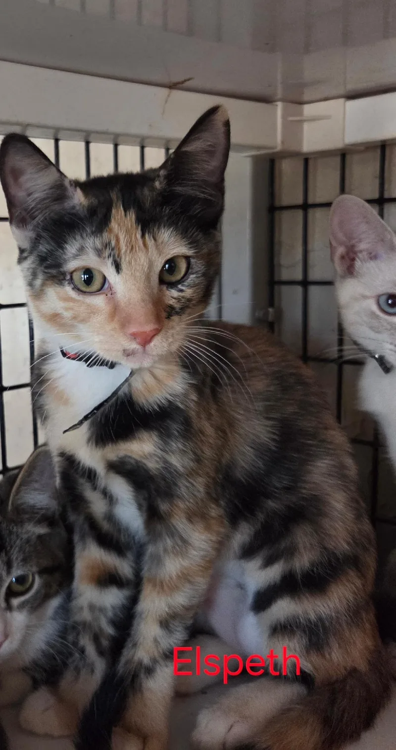 A baby medium-sized female Tortoiseshell cat named Elspeth for adoption in Las Cruces, NM