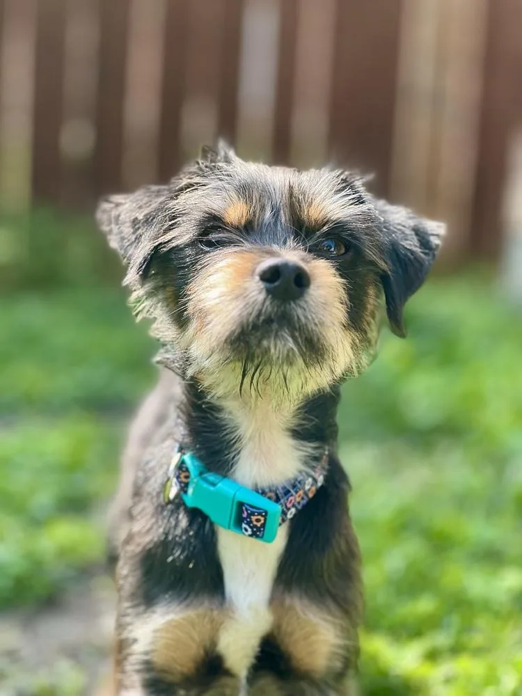 Ziggy
