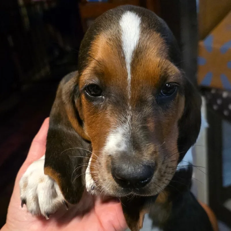Baxter B