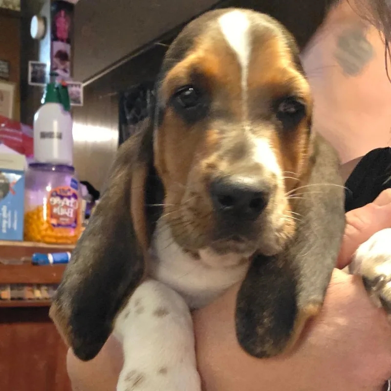 Baxter B thumbnail 2