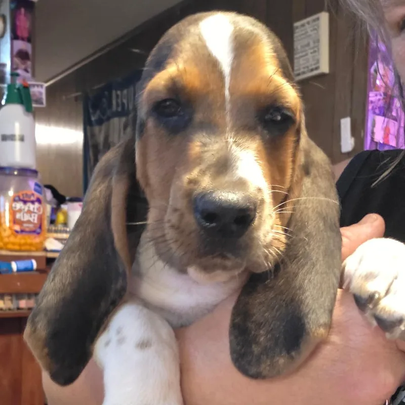 Baxter B thumbnail 5