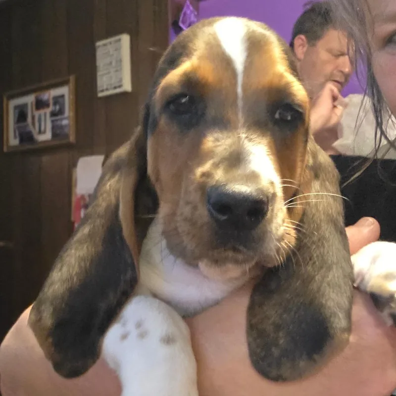 Baxter B thumbnail 6