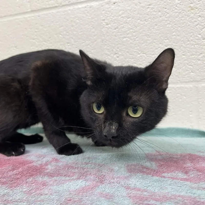 An adult medium-sized male Black Domestic Short Hair cat named SVASStray for adoption in Lyndhurst, VA