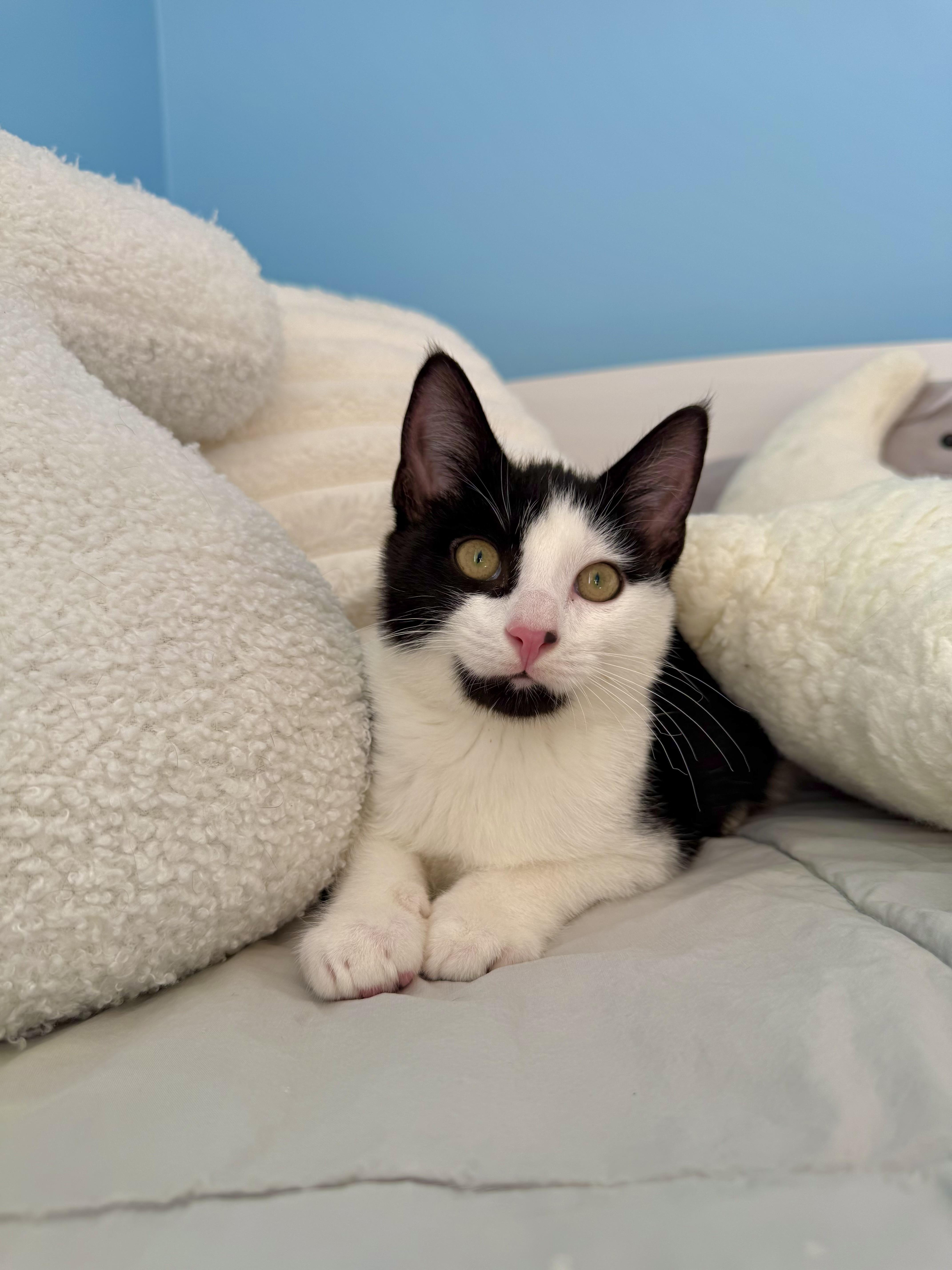 A baby large-sized male Black & White / Tuxedo Domestic Short Hair cat named Sully for adoption in Ramsey, NJ