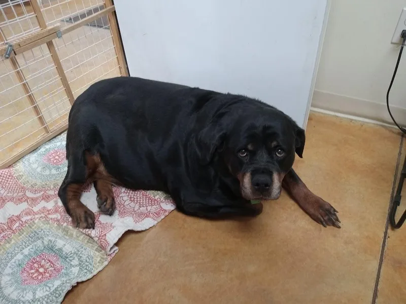A senior extra large-sized female Rottweiler dog named Hilda for adoption in Austin, MN