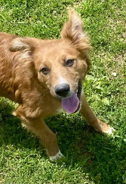 A young medium-sized male Yellow / Tan / Blond / Fawn Shepherd dog named Larry for adoption in Glasgow, KY