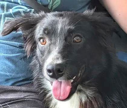 A baby large-sized male Border Collie dog named Chuck Norris for adoption in La Harpe, KS
