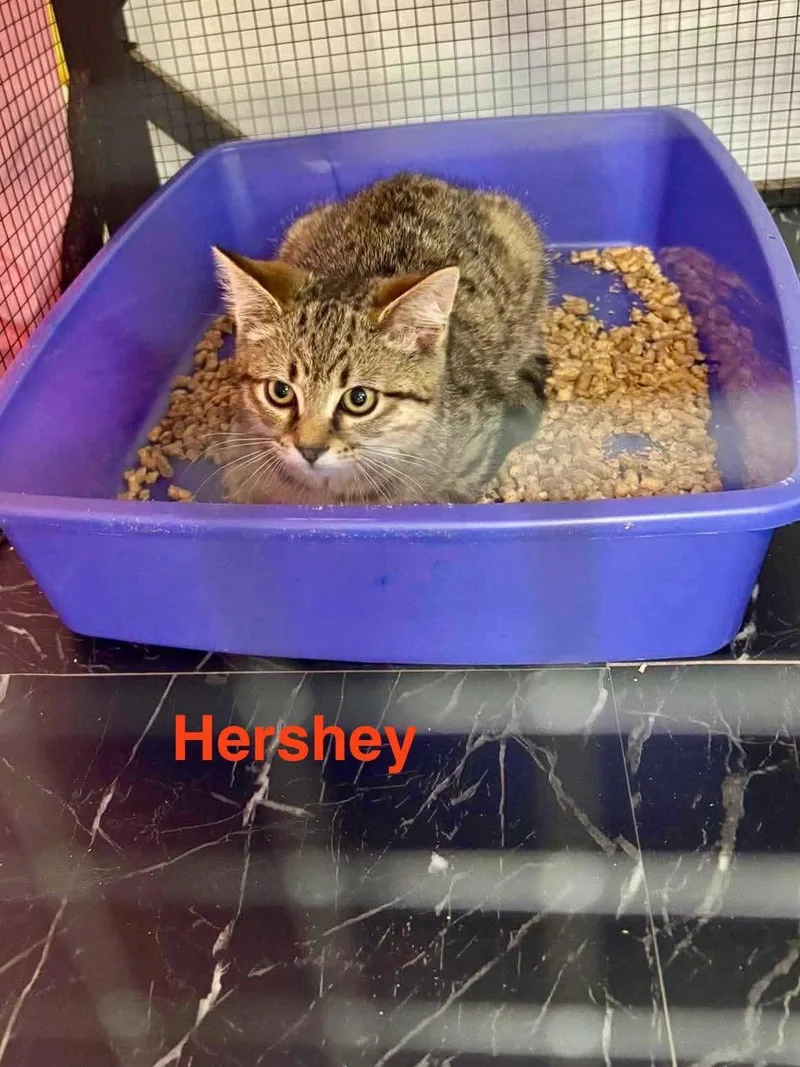 A baby medium-sized male Tabby (Buff / Tan / Fawn) Domestic Short Hair cat named Hershey for adoption in Thurmont, MD