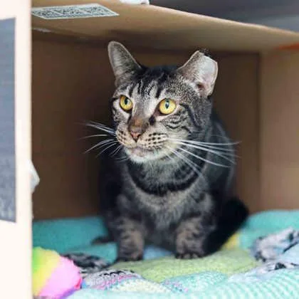 An adult small-sized male Gray / Blue / Silver Domestic Short Hair cat named Tye for adoption in Atlanta, GA