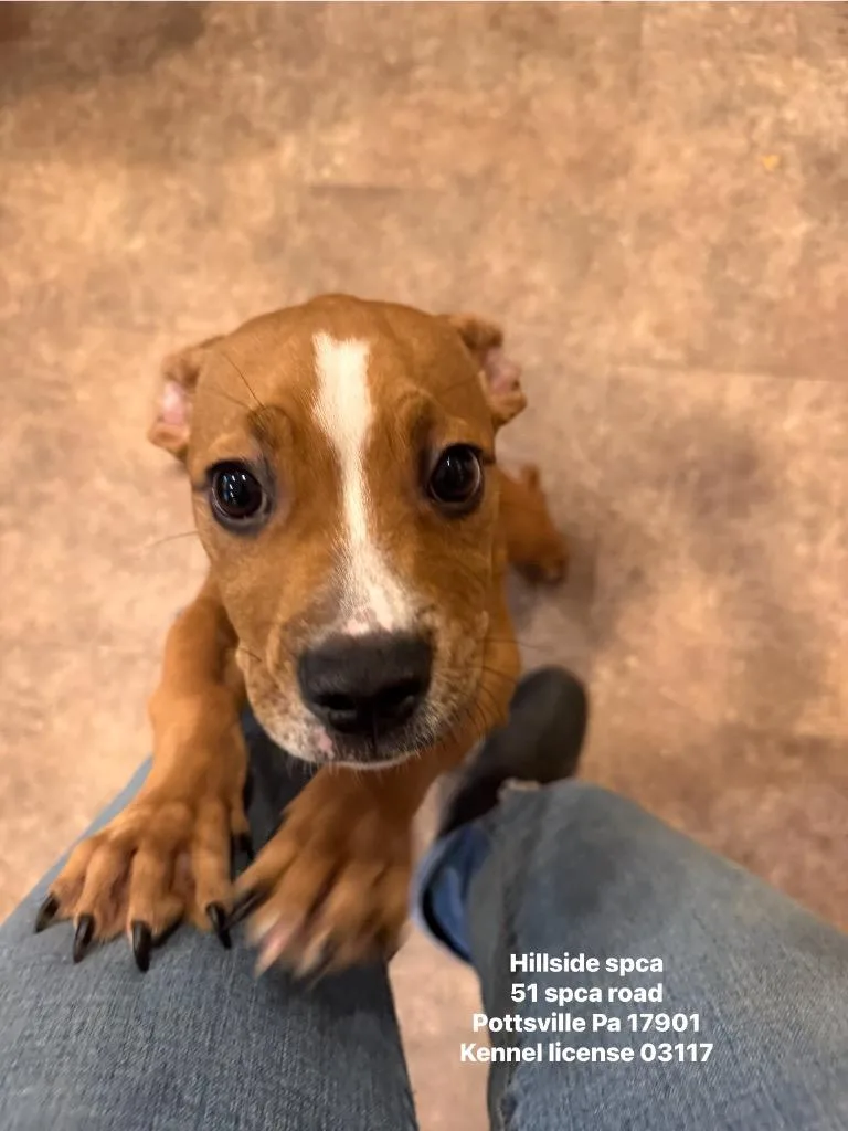 A baby small-sized female Pit Bull Terrier dog named Scrunchie for adoption in Pottsville, PA