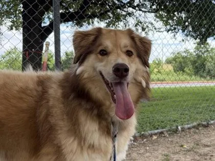 An adult large-sized female Golden Mixed Breed dog named Lassie for adoption in Georgetown, TX