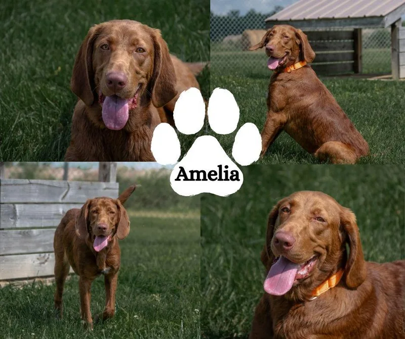 A young large-sized female Red / Chestnut / Orange Bloodhound dog named Amelia for adoption in Winchester, KY