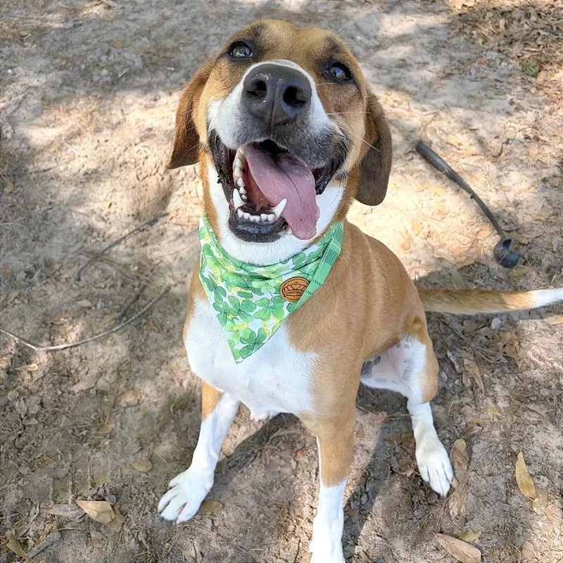 An adult medium-sized female Black Mouth Cur dog named Tobi for adoption in Lufkin, TX