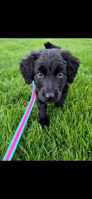 Gia