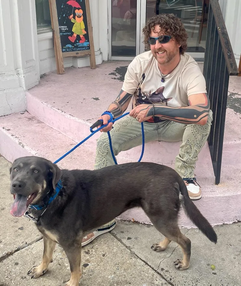 An adult large-sized female Gray / Blue / Silver Labrador Retriever dog named Beautiful Sage for adoption in Blue Bell, PA