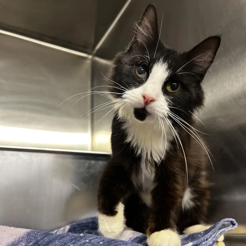 A young small-sized male Black Domestic Long Hair cat named Lars for adoption in Harrisville, WV
