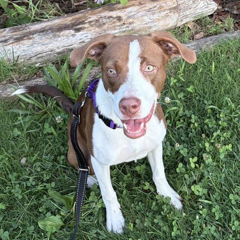 A young medium-sized female White / Cream Pointer dog named Fifi for adoption in Brooklyn, NY