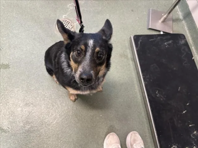 A young medium-sized male Mixed Breed dog named Kengo for adoption in Santa Fe, NM