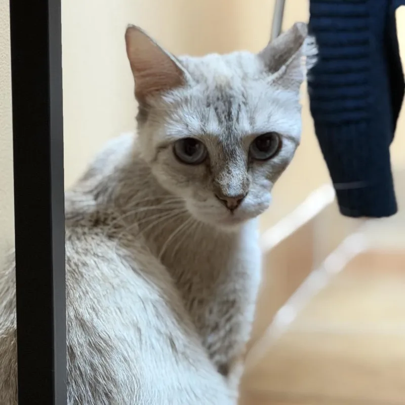 A baby medium-sized female Gray / Blue / Silver Domestic Short Hair cat named Nilla for adoption in Midland, TX