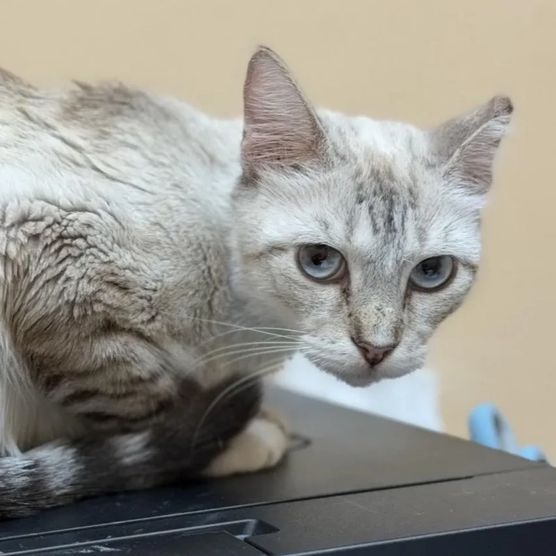Nilla thumbnail 2
