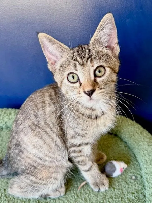 A baby small-sized female Domestic Short Hair cat named Opal for adoption in Bonsall, CA