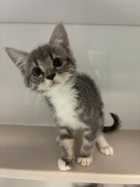 A baby medium-sized female Domestic Short Hair cat named Jasper for adoption in Salt Lake City, UT