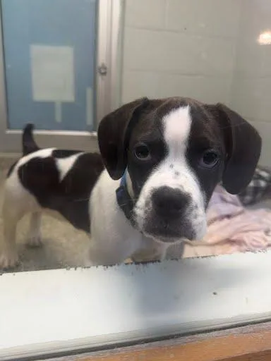 A baby medium-sized male Mixed Breed dog named Jackson for adoption in Washington, DC