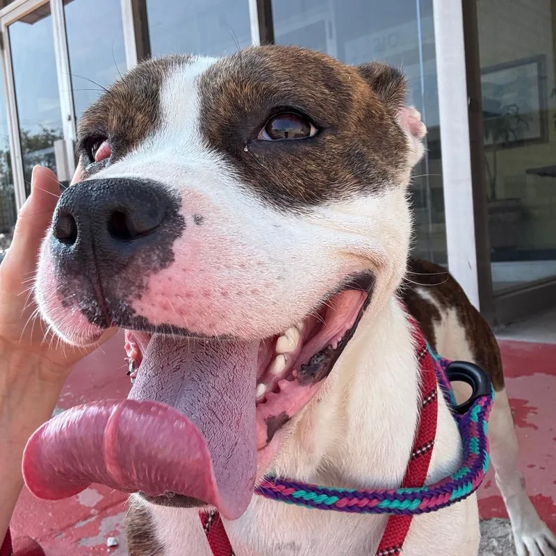 Meryl Streep thumbnail 4