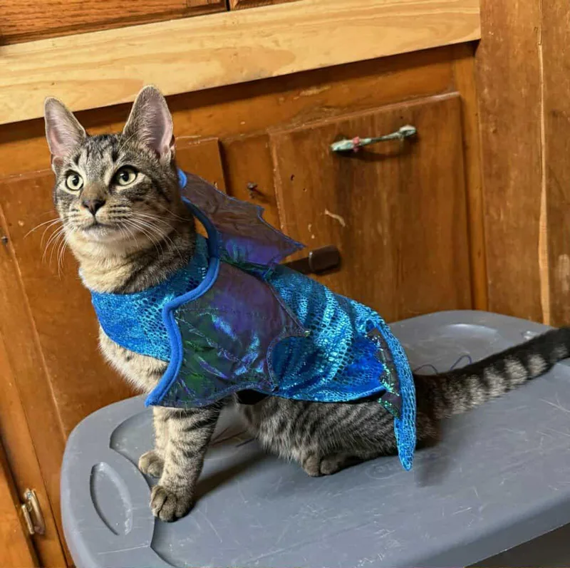 An adult medium-sized male Tabby (Brown / Chocolate) Domestic Short Hair cat named Travis for adoption in Little Falls, NY