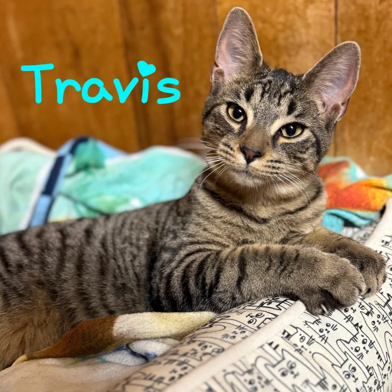Travis thumbnail 2