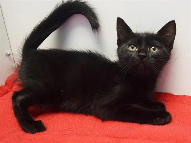 A baby small-sized female Domestic Short Hair cat named Elvira for adoption in Sacramento, CA