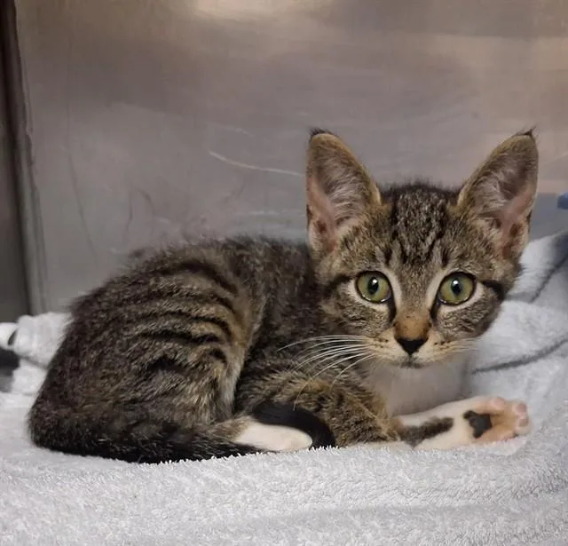 A baby small-sized male Domestic Short Hair cat named Sawyer for adoption in Killeen, TX