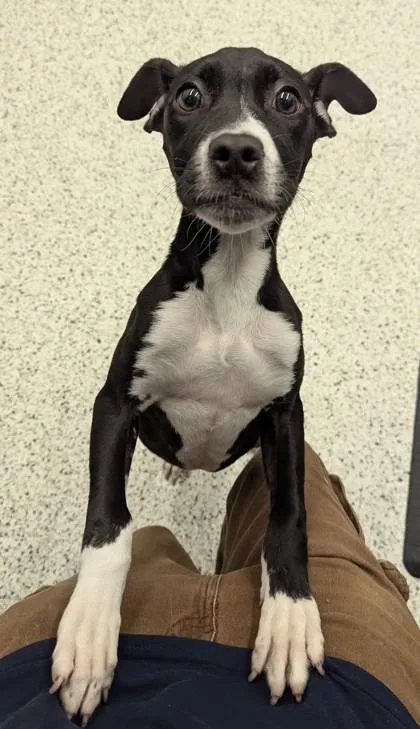 A young medium-sized female Mixed Breed dog named Lippy for adoption in Atlanta, GA