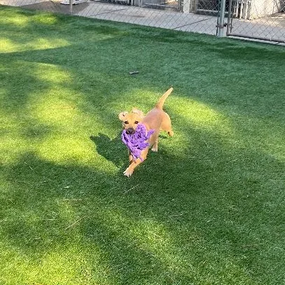 Lavender thumbnail 3