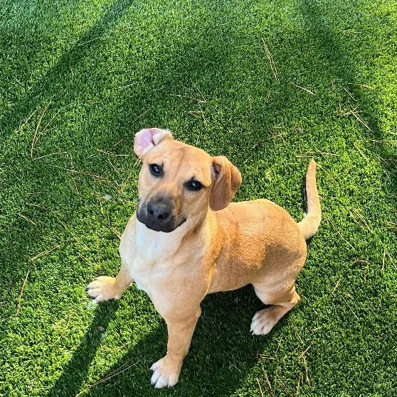 Lavender thumbnail 4