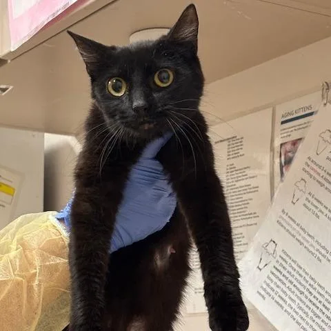An adult medium-sized female Black Domestic Short Hair cat named Sally for adoption in Murray, UT