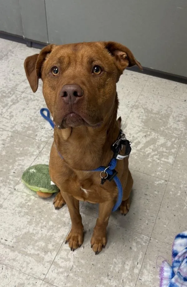 A young medium-sized male Pit Bull Terrier dog named Clifford for adoption in Salt Lake City, UT