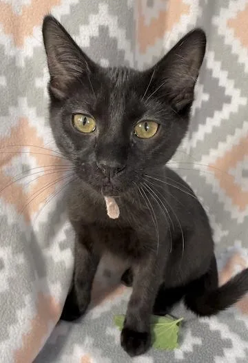 A baby medium-sized male Black Domestic Short Hair cat named McDouble for adoption in Minneapolis, MN