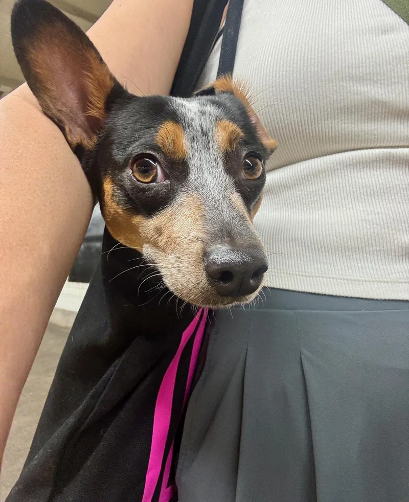 A young small-sized female Harlequin Chihuahua dog named Gracie for adoption in Brooklyn, NY