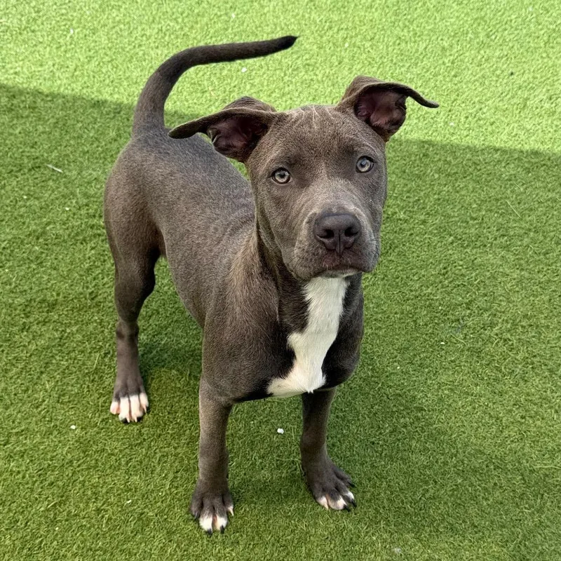 A young small-sized female Pit Bull Terrier dog named Lolita for adoption in LOXAHATCHEE, FL