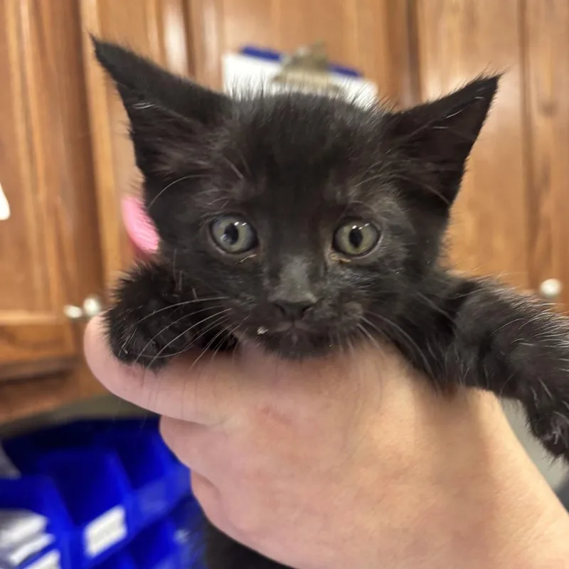 A baby small-sized female Black Domestic Short Hair cat named Dory  U for adoption in Tupelo, MS